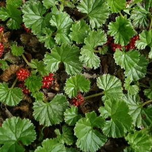 3 x Gunnera magellanica in 9cm Pot - Moisture Loving Herbaceous Perennials - UK Hardy