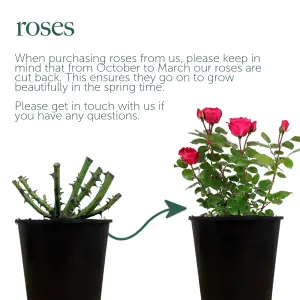 To My Wonderful Wife Rose Bush Gift Wrapped - Plant Gift Perfect for Gardeners