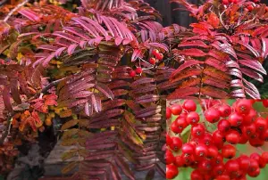 Direct Plants Sorbus Embley Japanese Mountain Ash Tree 5-6ft Supplied in a 7.5 Litre Pot