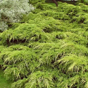 Juniperus Pfitzeriana Aurea - Golden Foliage, Compact Evergreen Shrub (20-30cm Height Including Pot)