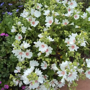 Lavatera Mary Hope Garden Plant - White and Pink Blooms, Compact Size (20-30cm, 3 Plants)