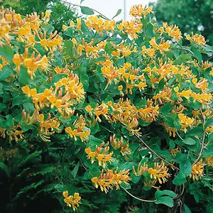 Lonicera Tellmanniana Garden Plant - Climbing Vine, Compact Size (20-30cm Height Including Pot)