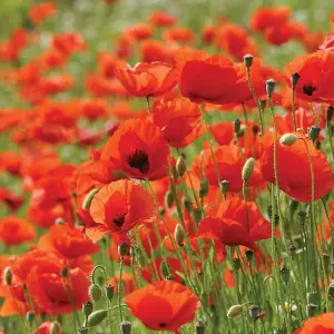 Wildflower Corn Poppy Flanders 1 Seed Packet (2000 Seeds)