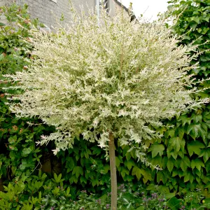 Pair Flamingo Willow Salix Nishiki standards in 3L Pots