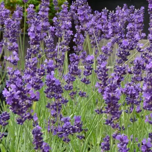 Lavandula Munstead Garden Plant - Fragrant Foliage, Lavender Blooms, Compact Size (25-35cm Height Including Pot)