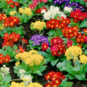 Polyanthus Mixed Colourful Flowering Garden Ready Bedding Plants 6 Pack