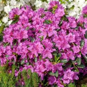 Azalea Konigstein - Evergreen Shrub, Deep Pink Blooms (20-30cm Height Including Pot)