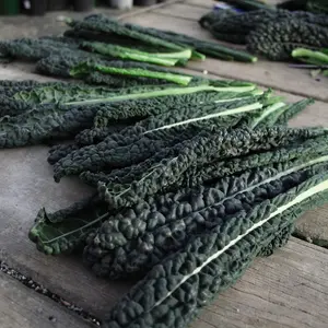 Kale Black Magic 1 Seed Packet (100 Seeds)