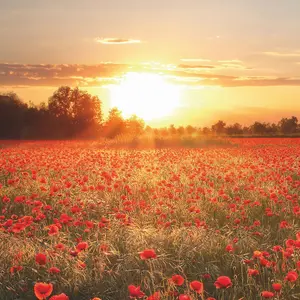 Poppy Field in Sunset Mural - 192x260cm - 5515-4