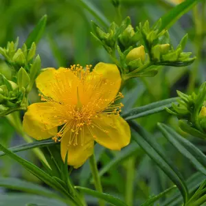 Hypericum Kalmianum Sunny Boulevard 3 Litre Potted Plant x 1