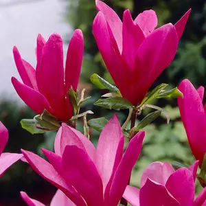 Magnolia 'Susan' 9cm Upright Shrub