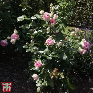 Rose Climbing Eden Rose - 3 Litre Potted Plant x 1