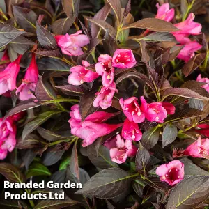 Weigela Arabian Nights 9cm Potted Plant x 1 (Peat Free)