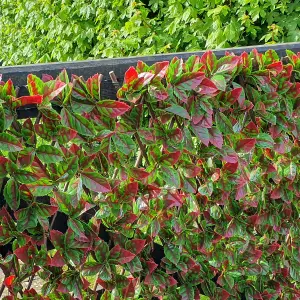 True Products Premium Expanding Willow Trellis Fence - Artificial Red Tip Photinia Garden Wall Screening