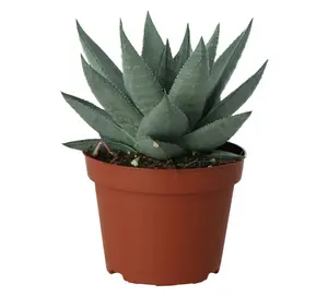 GoodHome Succulent Plastic Grow pot 10.5cm