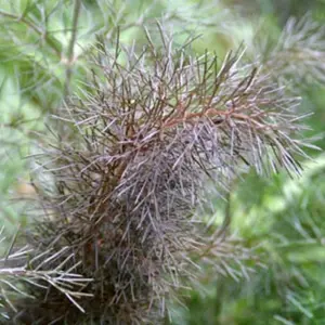 Fennel Bronze Herb Plant - Compact Growth, Striking Bronze Foliage (5-15cm Height Including Pot)