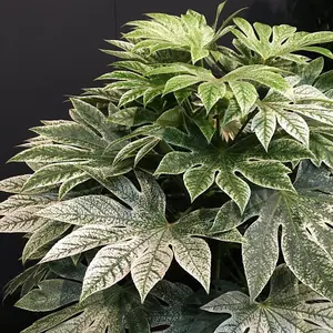 Fatsia Duo 9cm Potted Plant x 2