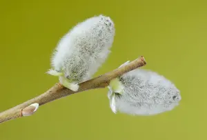 3-4 White Willow (Salix Alba) Field Grown Bare Root Hedging Plants Tree Sapling - Pack of 10