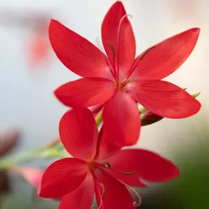 Lincolnshire Pond Plants Ltd Marginal Plants - Pond Plants (Schizostylis Coccinea 'Major')  - 3x 1 Litre Plants