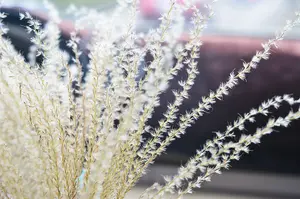 Miscanthus sinensis 'Gracillimus' / Chinese Silver Grass  in 2L Pot 3FATPIGS