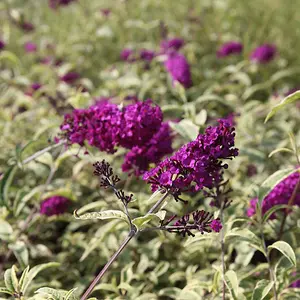 Buddleja Davidii Masquerade 3.6 Litre Potted Plant x 1