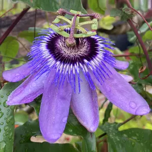 Passiflora Betty Myles Young Garden Plant - Exotic Blooms, Compact Size (20-30cm Height Including Pot)