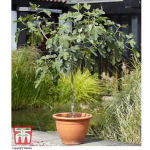 Green Fig - Standard Tree - 5 Litre Potted Plant x 1