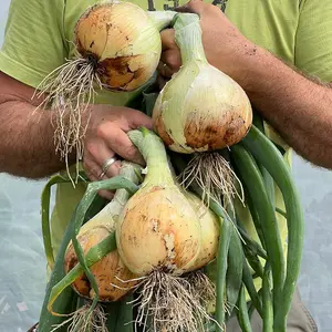 Onion Allium cepa Galacticus 1 Seed Packet