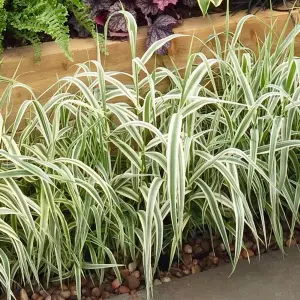 Arundo Ely - Compact Ornamental Grass, Low Maintenance (20-30cm Height Including Pot)