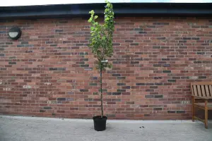 Mature Fruit Tree - Bramley Seedling Apple Tree