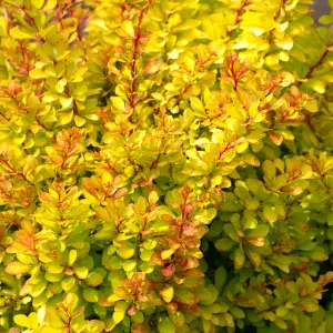 Berberis Diabolicum - Compact Shrub, Unique Colour-Changing Foliage (20-30cm Height Including Pot)