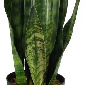 70cm Artificial Sansevieria Zeylanica Plant