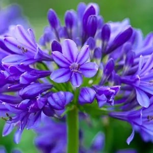 Agapanthus Brilliant Blue 3 Litre Potted Plant x 1