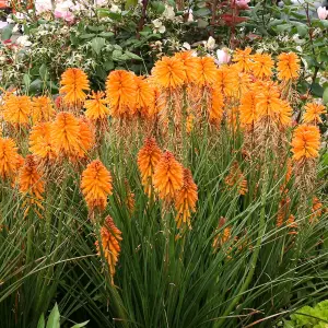 Kniphofia Poco Orange - Bright Orange Flowers, Upright Growth, Stunning in UK Gardens, Small Size (10-20cm Height Including Pot)