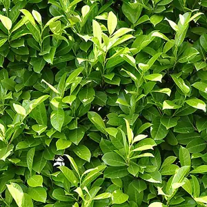 Laurel Hedging Prunus Laurocerasus 9cm pot