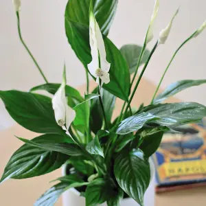 Peace Lily Houseplant 'Air So Pure' - Potted Plant (12cm Pot) x 1