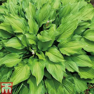 Hosta Collection 10 Bare Root Plants