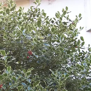 Ilex Argentea Marginata Garden Plant - Variegated Foliage, Compact Size (20-30cm Height Including Pot)