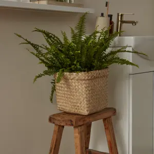 Verve Boston fern in Terracotta Plastic Grow pot 17cm