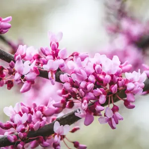 1 x Cercis 'canadensis' in a 9cm Pot