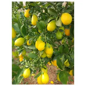 Citrus Limequat Tree in 12cm Pot - Key Lime/Kumquat Hybrid - Grows Edible Fruit