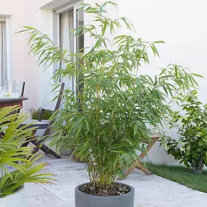 Fargesia rufa (Fountain Bamboo) in a 5L Pot - Bamboo Plants for Gardens