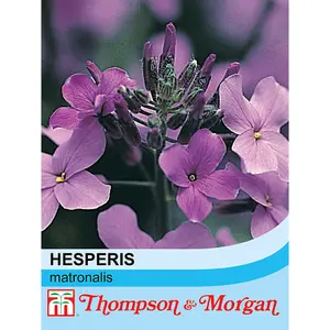 Sweet Rocket - Hesperis Matronalis - 1 Seed Packet (500 seeds)