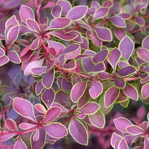 Berberis Golden Ring Garden Shrub - Compact Size, Vibrant Foliage (10-30cm Height Including Pot)