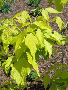 Direct Plants Acer Negundo Kellys Gold Maple Tree 5-6ft Supplied in a 7.5 Litre Pot