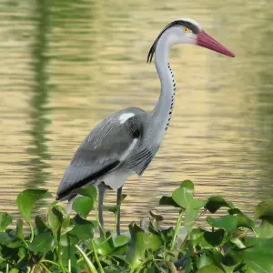 Pisces Decoy Heron Pond and Garden Deterrant