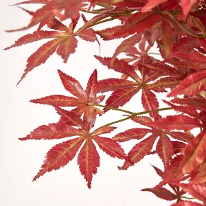 Homescapes Acer Tree in Pot, 150 cm Tall