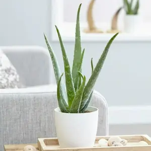 Aloe Vera Plant - Large Plant Around 30-40cm Including White Pot for The Home Or Office