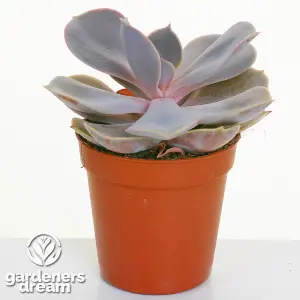 Echeveria Mix - Expansive Collection of 20 Succulents, Perfect for Varied Arrangements, Easy-Care (5-10cm)