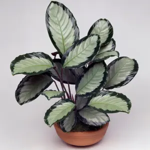 Calathea Picturata - Exotic Foliage, Indoor Houseplant (12cm, 30-40cm)